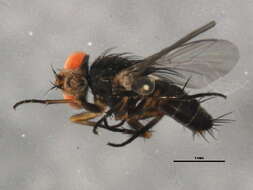 Image of Taxigramma