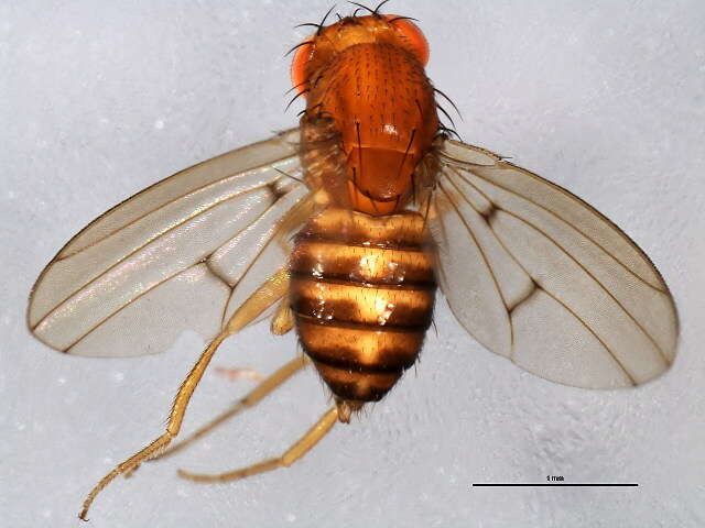 Drosophila munda Spencer 1942 resmi