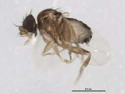 Image of Fire Ant Decapitating Flies