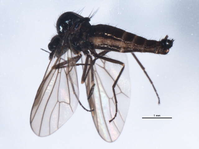 Image of Anthepiscopus