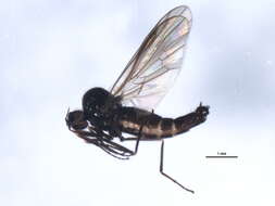 Image of Anthepiscopus