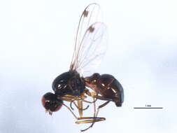 Image of Black scavenger fly