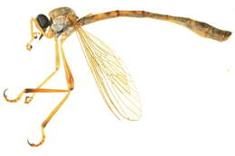 Image of Leptogaster flavipes Loew 1862