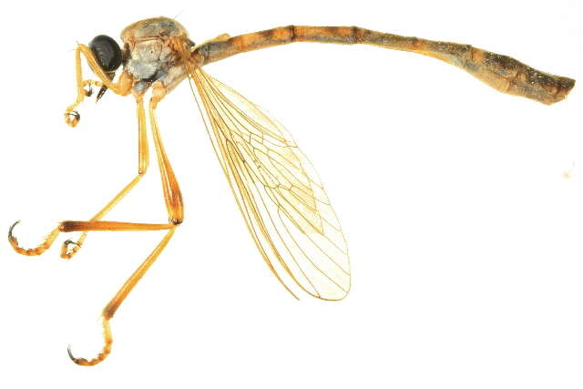 Image of Leptogaster flavipes Loew 1862