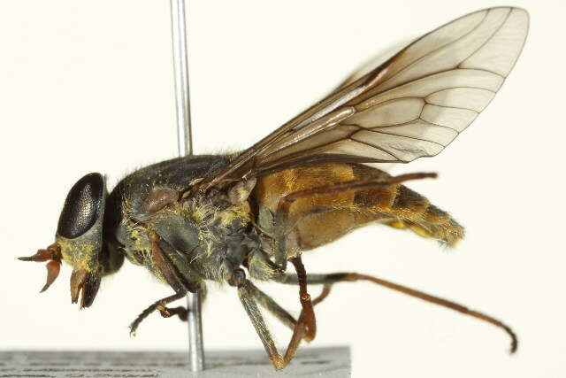 صورة Hybomitra epistates (Osten Sacken 1878)