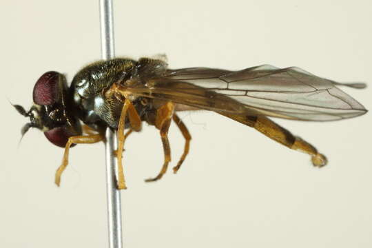 Image of Platycheirus quadratus (Say 1823)