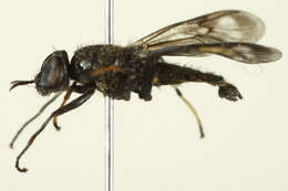 Слика од <i>Myxosargus nigricormis</i>