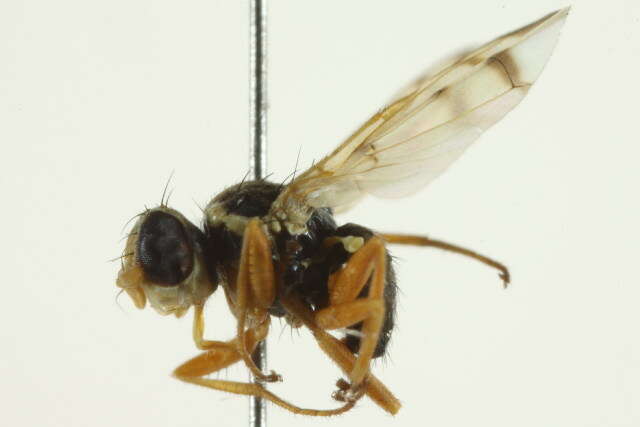 Image of Fruit fly