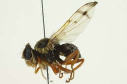 Image of Fruit fly