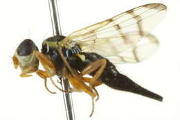 Image of Fruit fly