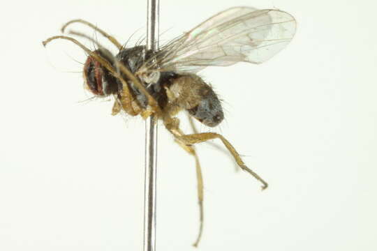 صورة Neodexiopsis calopyga (Loew 1872)