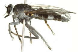 Image of Three-banded Robber Fly