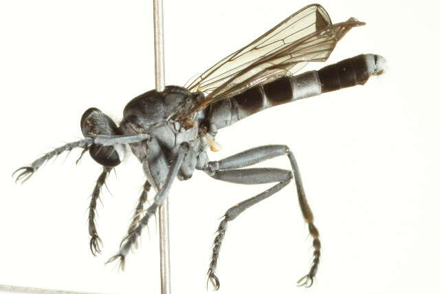 Image of Three-banded Robber Fly