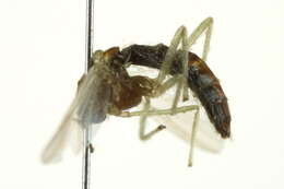 Image of Chironomus bifurcatus Wuelker, Martin, Kiknadze, Sublette & Michiels 2009