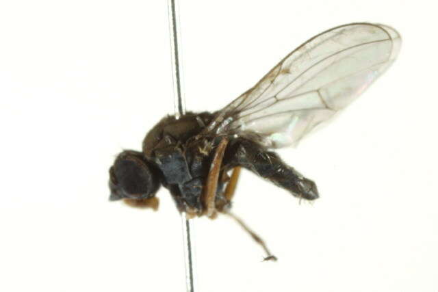 صورة Brachydeutera argentata (Walker 1853)