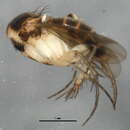 Image of Mycetophila stricklandi (Laffoon 1957)