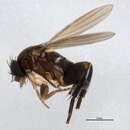 <i>Megaselia giraudii</i>的圖片