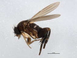 Image of <i>Megaselia giraudii</i>