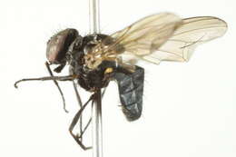 Fannia aethiops Malloch 1913 resmi