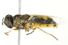 Image of Odontomyia inaequalis Loew 1866