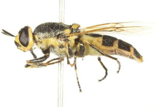 Image of Anoplodonta