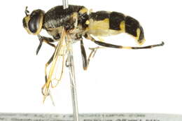 Image of Anoplodonta