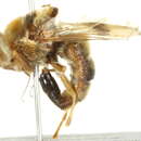 Image of Horse bot fly