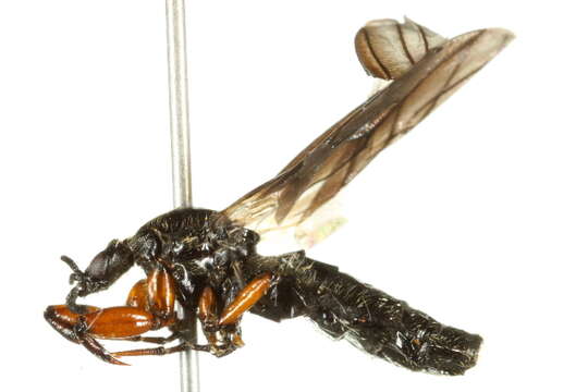 Image of Bibio rufipes (Zetterstedt 1838)