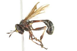 Image of Physocephala furcillata (Williston 1882)