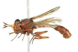 Image of Physocephala burgessi (Williston 1882)