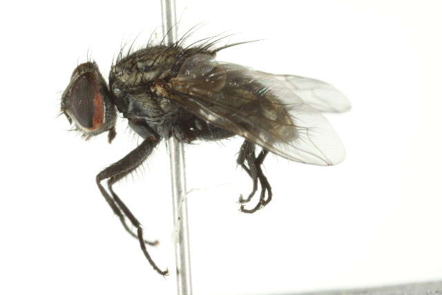 صورة Blaesoxipha hunteri (Hough 1898)