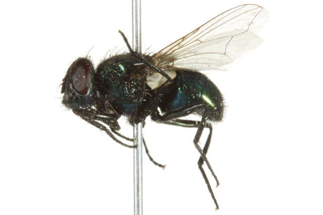 Image of Neomyia