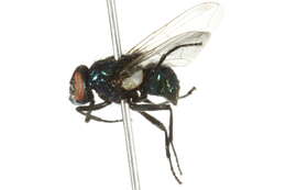 Image of Neomyia