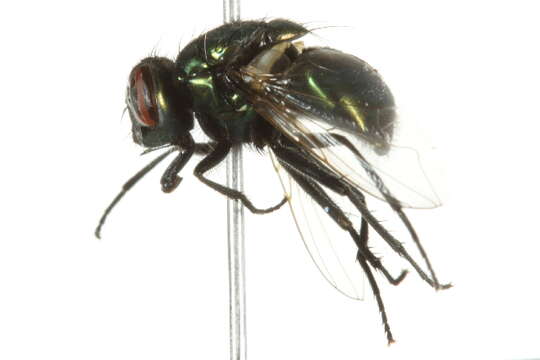 Image of Neomyia