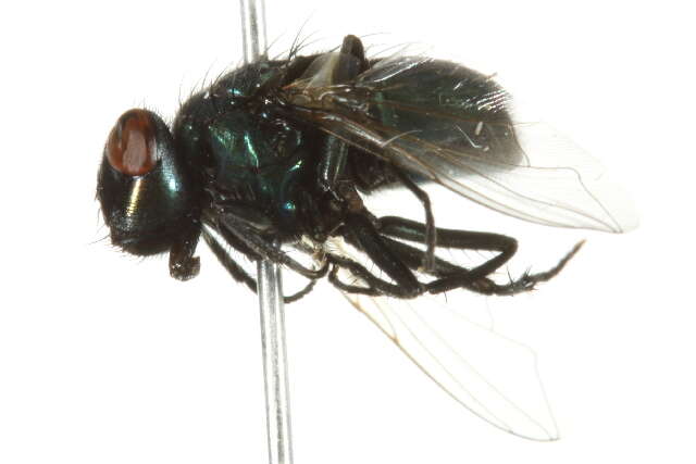 Image of Neomyia