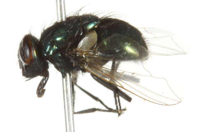 Image of Neomyia