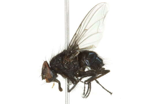 صورة Calliphora loewi Enderlein 1903