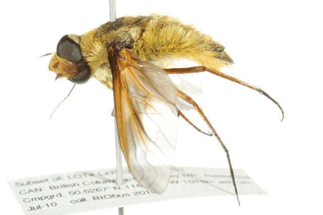 Image of Poecilanthrax tegminipennis (Say 1824)