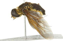 Image of Poecilanthrax tegminipennis (Say 1824)