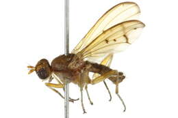 Image de Tetanocera phyllophora Melander 1920