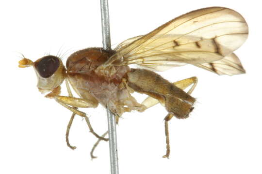 Image of Tetanocera melanostigma Steyskal 1959