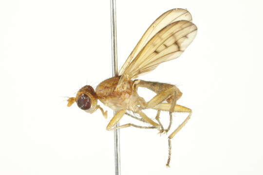 Image de Tetanocera phyllophora Melander 1920