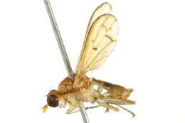 Image de Tetanocera phyllophora Melander 1920