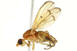 Image de Tetanocera phyllophora Melander 1920