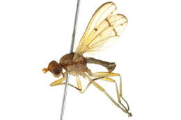 Image de Tetanocera phyllophora Melander 1920