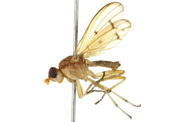 Image de Tetanocera phyllophora Melander 1920