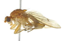 Image of Suillia longipennis (Loew 1862)