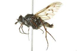 Image of Stiletto flies