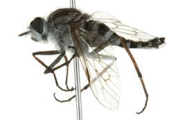 Image of Stiletto flies