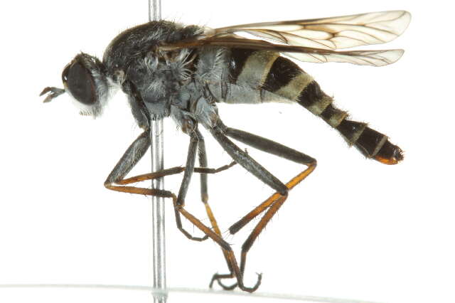 Image of Stiletto flies